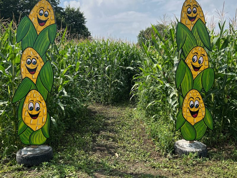 Corn maze entrance
