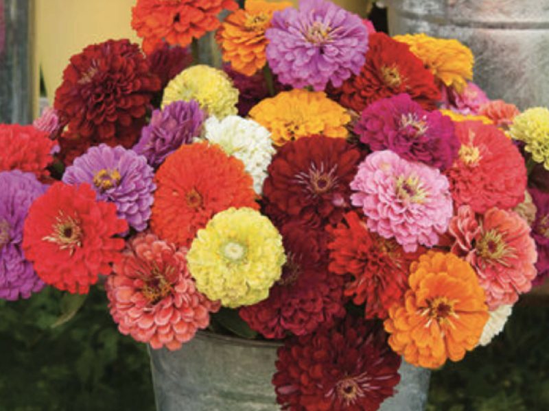 Flower-Benarys-giants