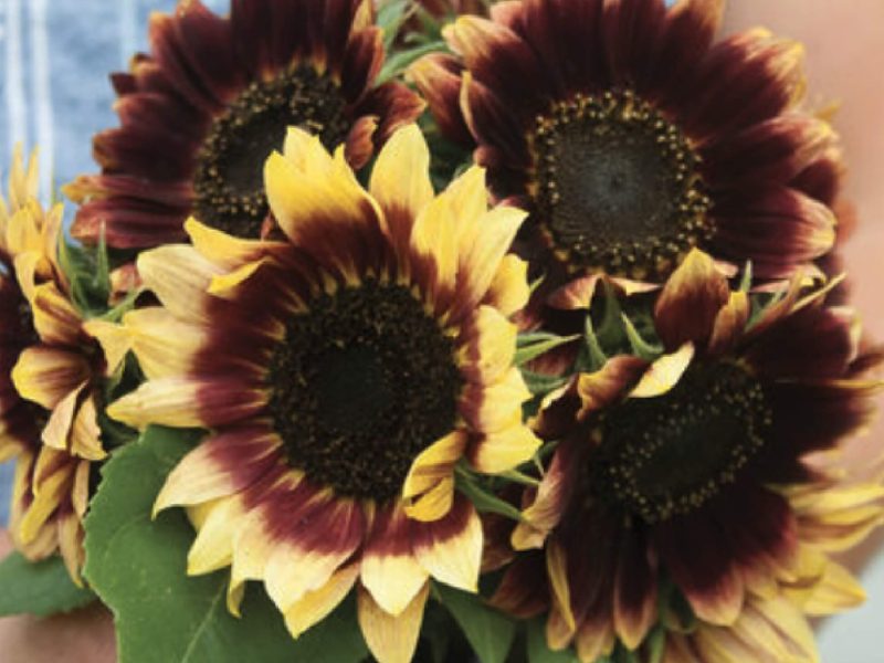 Flower-Florenza
