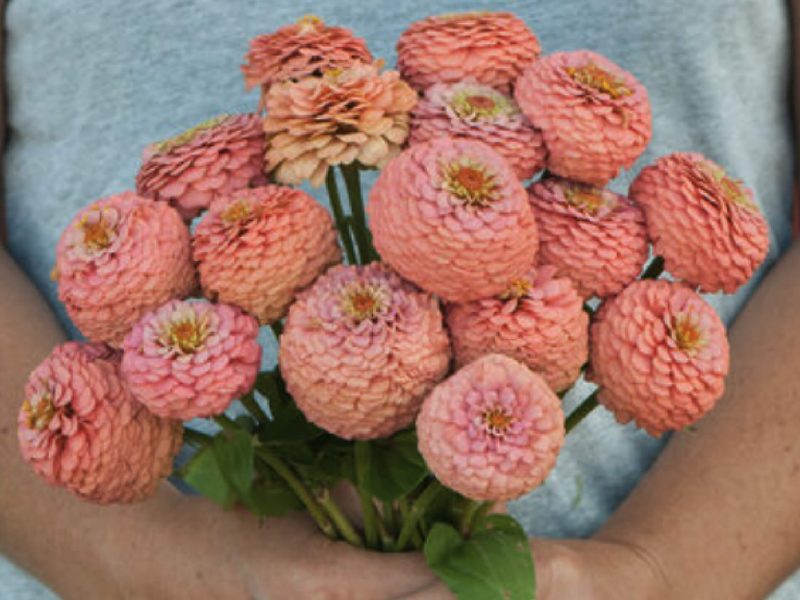 Flower-Oklahoma salmon