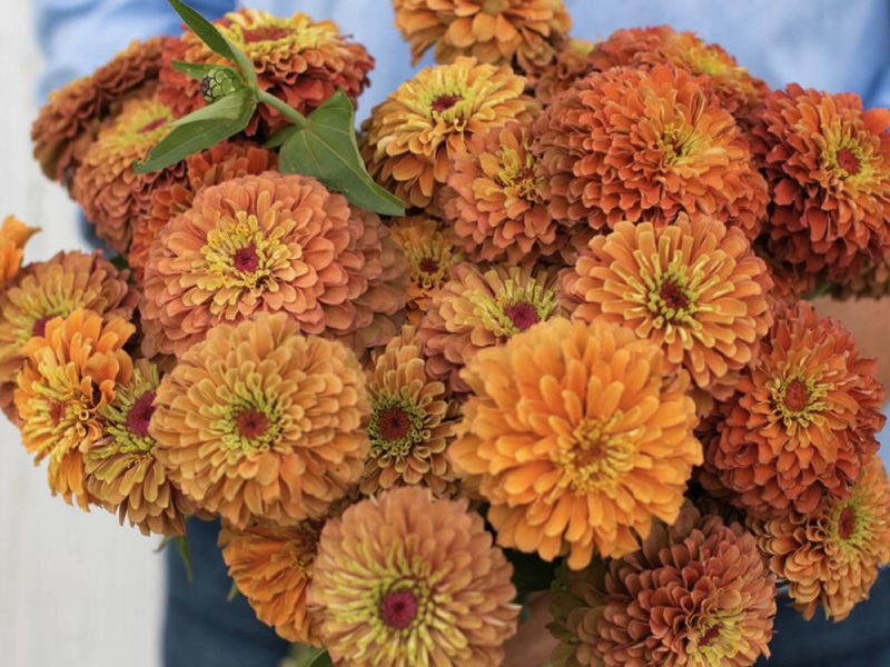 Flower-Queen-lime-orange