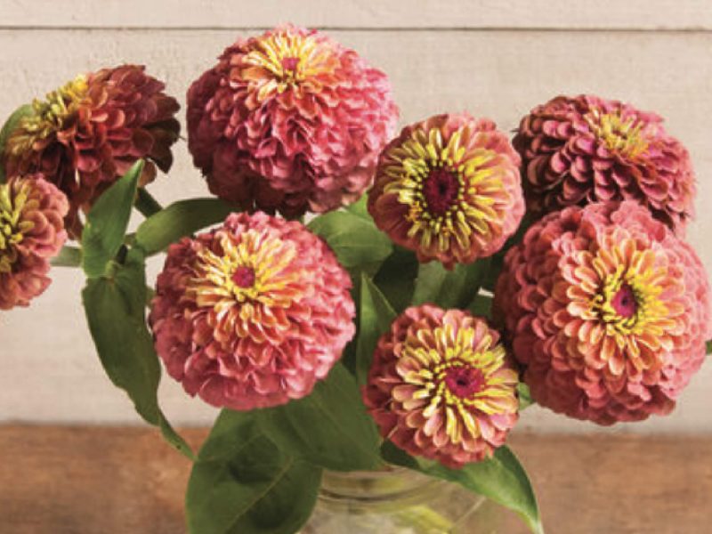 Flower-queen-red-lime